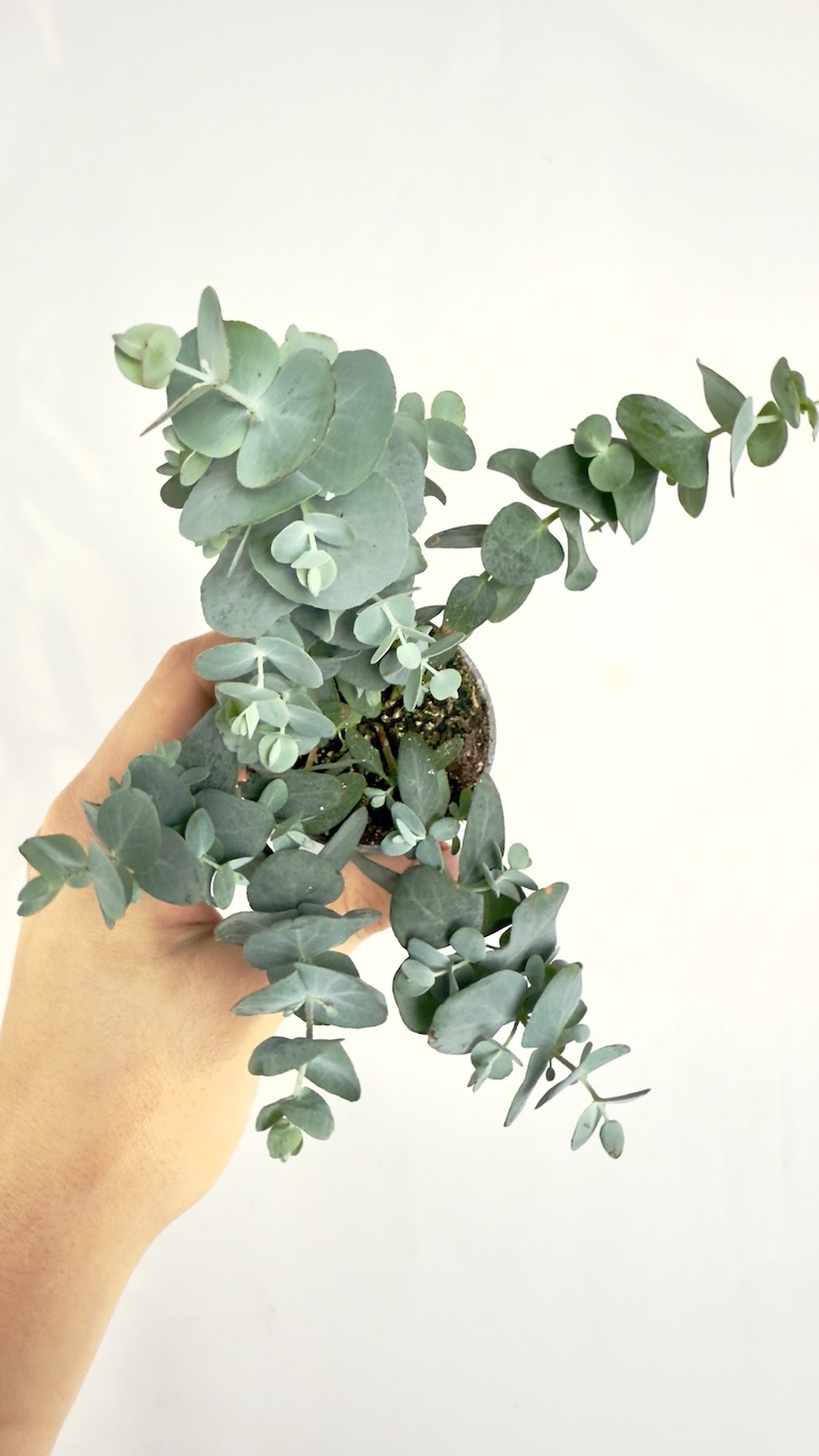 Eucalyptus Gunni Mini