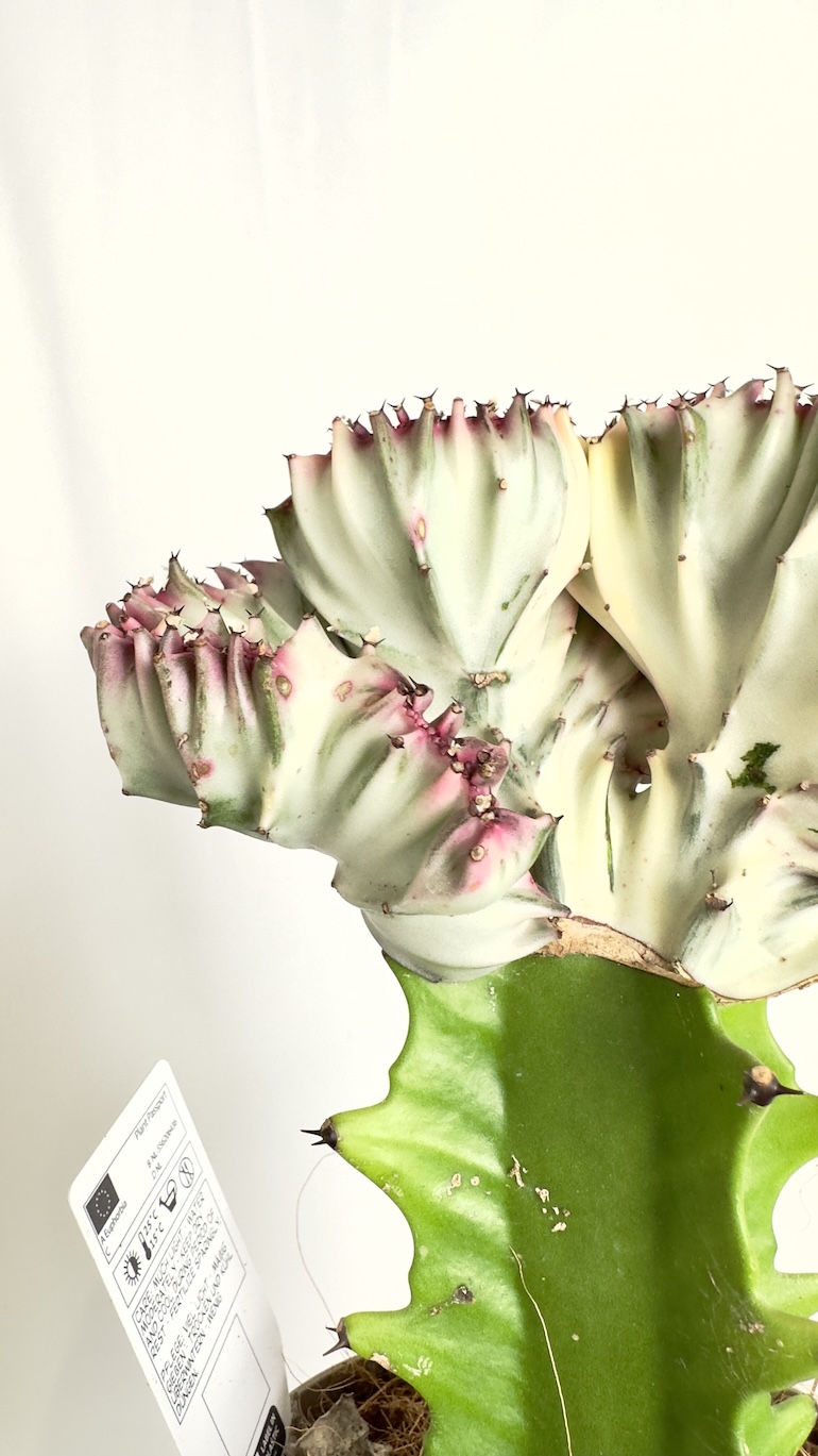 Euphorbia Cristata