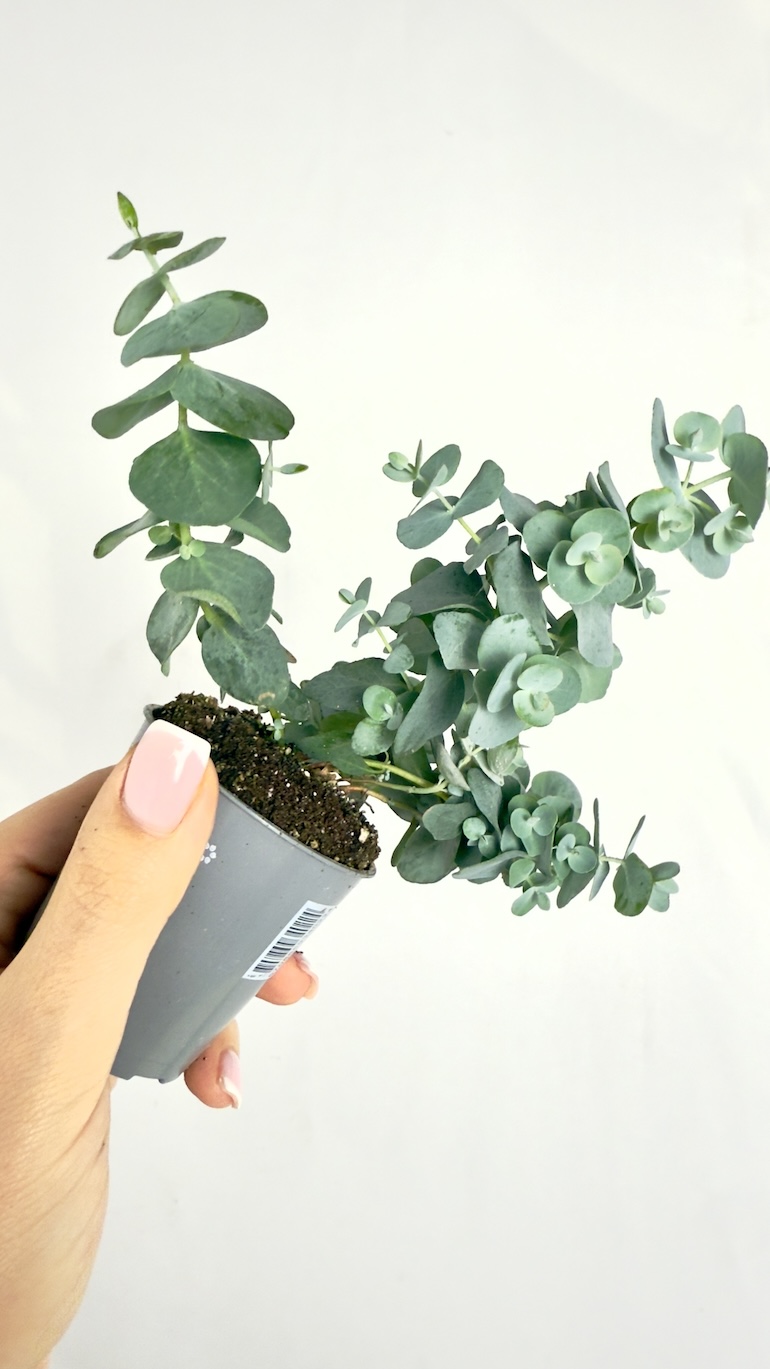 Eucalyptus Gunni Mini