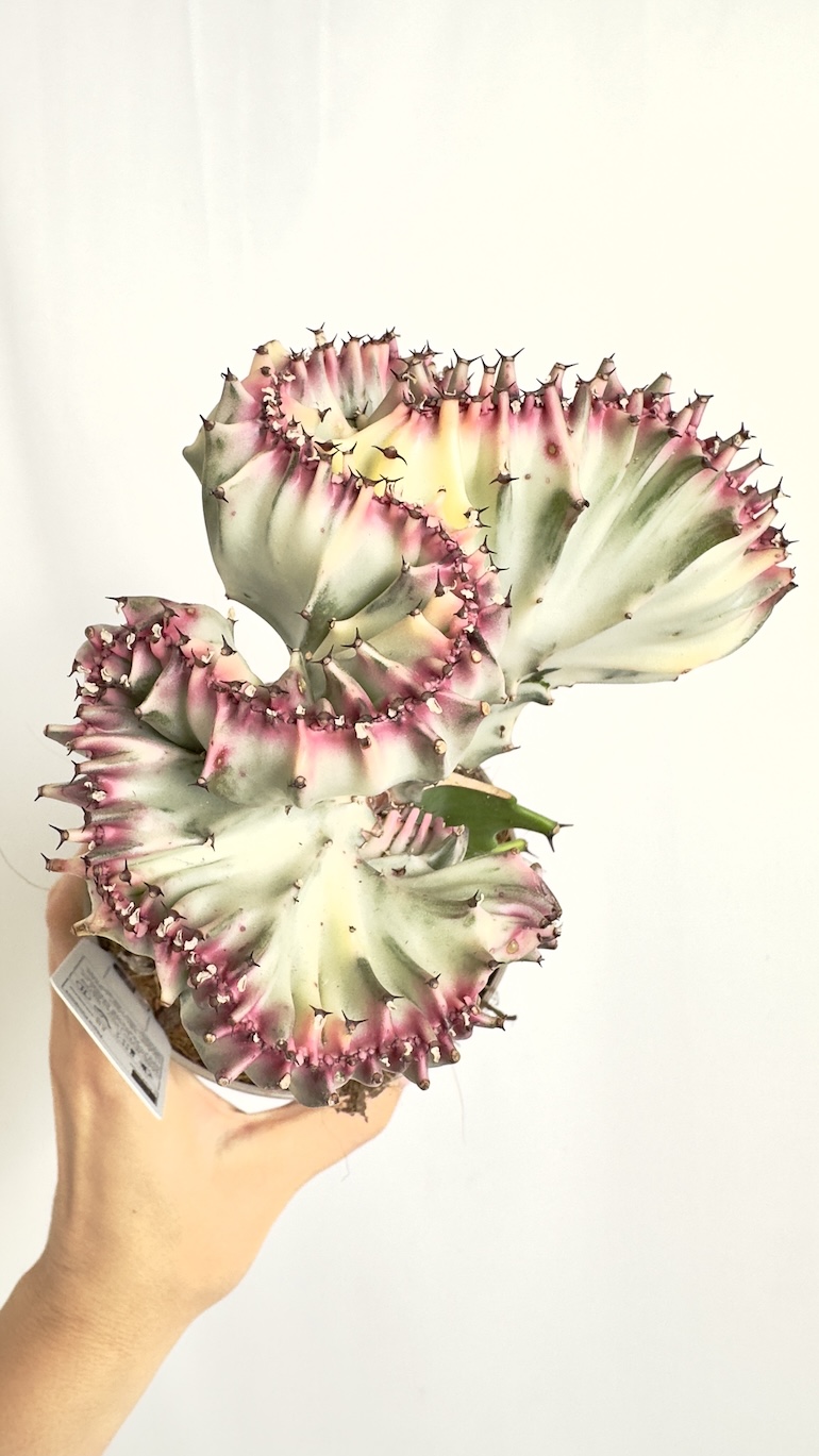 Euphorbia Cristata