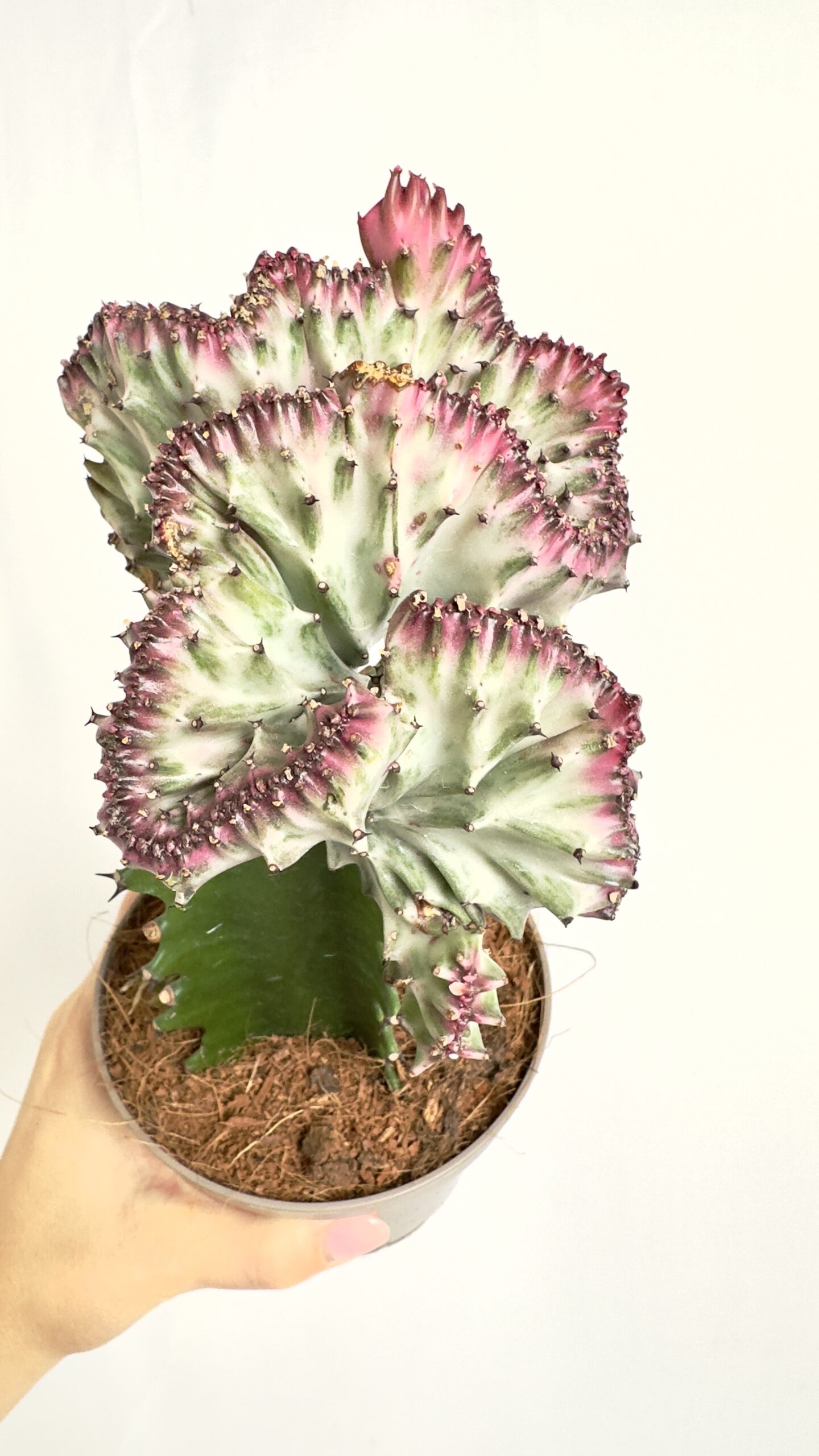 Euphorbia Cristata