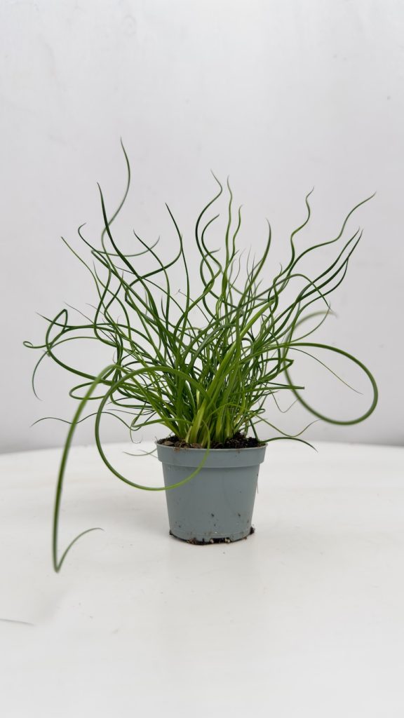 Juncus Spiralis Super Curl