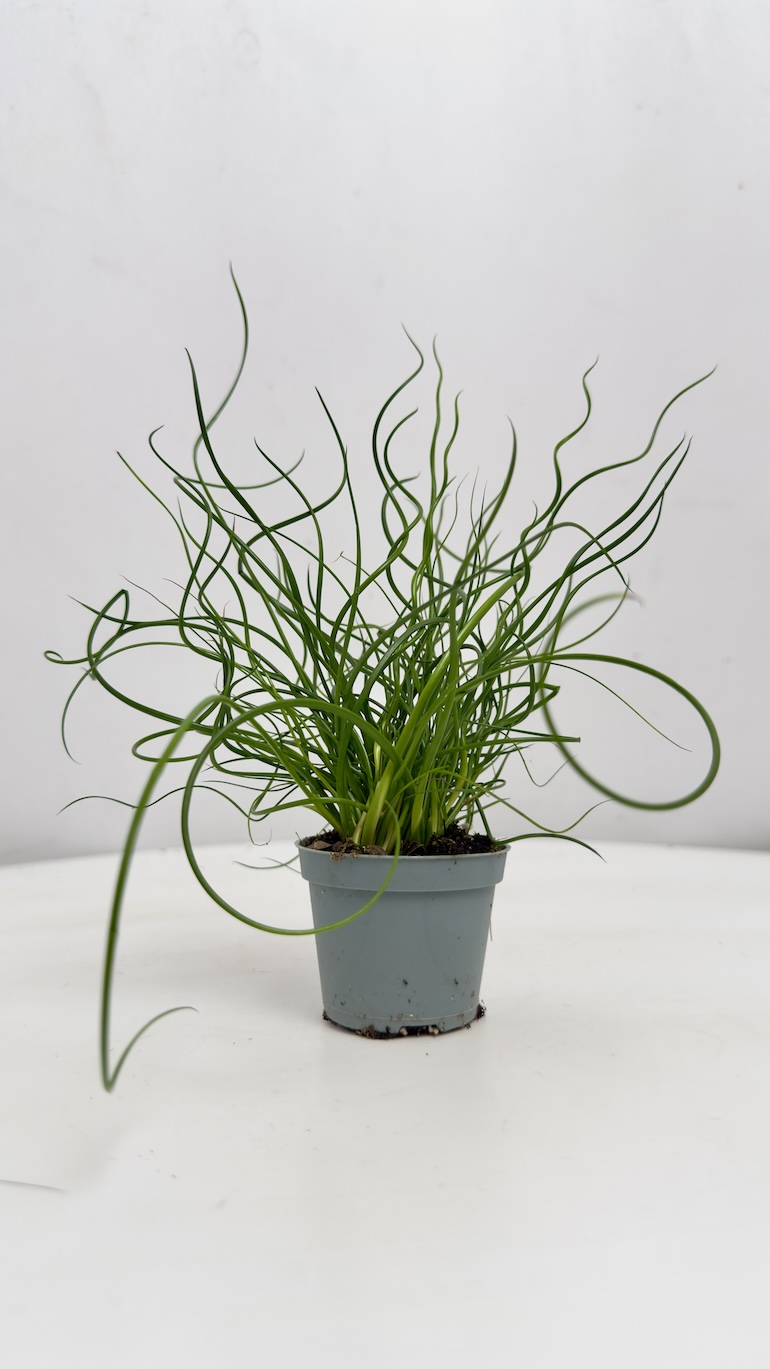 Juncus Spiralis Super Curl