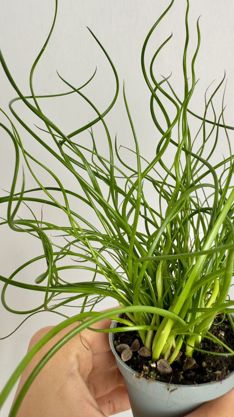 Juncus Spiralis Super Curl