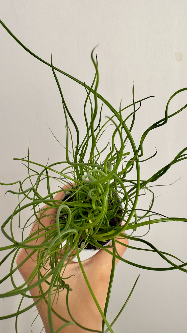 Juncus Spiralis Super Curl