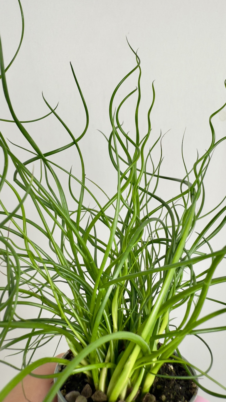 Juncus Spiralis Super Curl