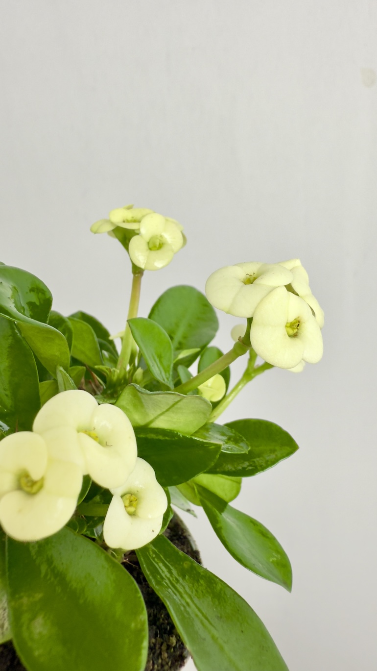 Euphorbia Milli Białe kwiaty