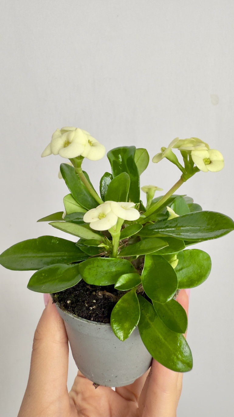 Euphorbia Milli Białe kwiaty
