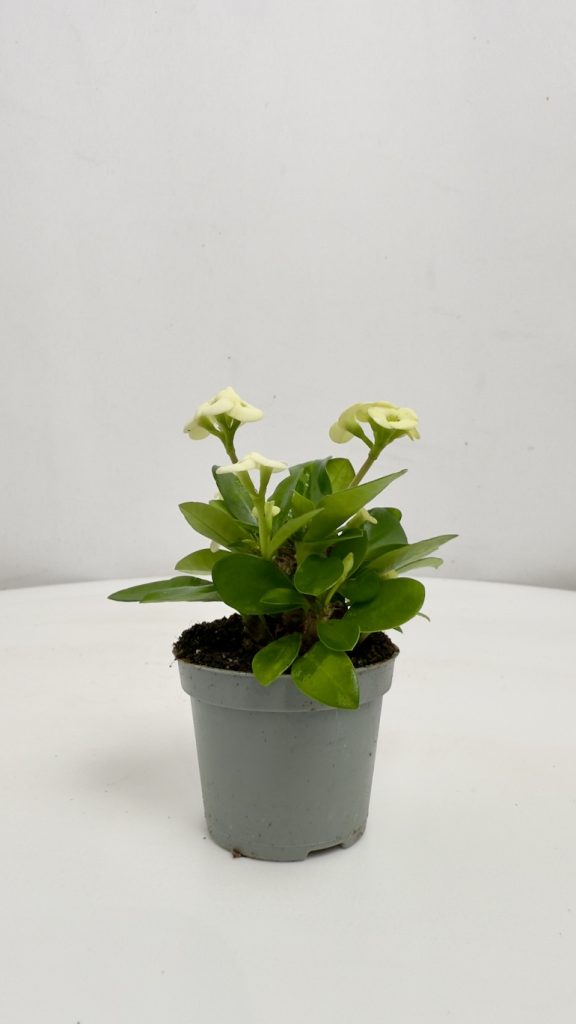 Euphorbia Milli Białe kwiaty