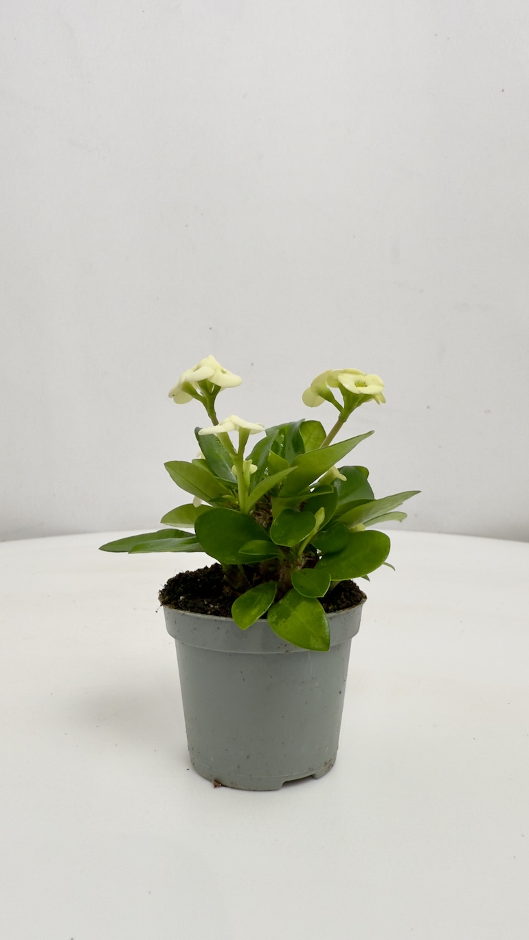 Euphorbia Milli Białe kwiaty