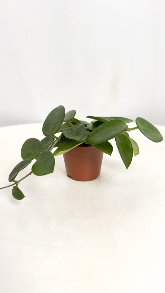 Hoya Chouke