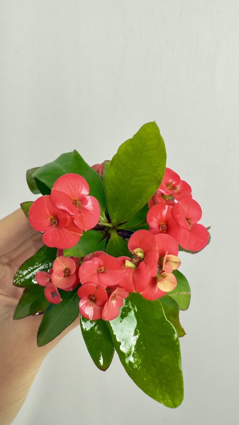 Euphorbia Milli Czerwone kwiaty