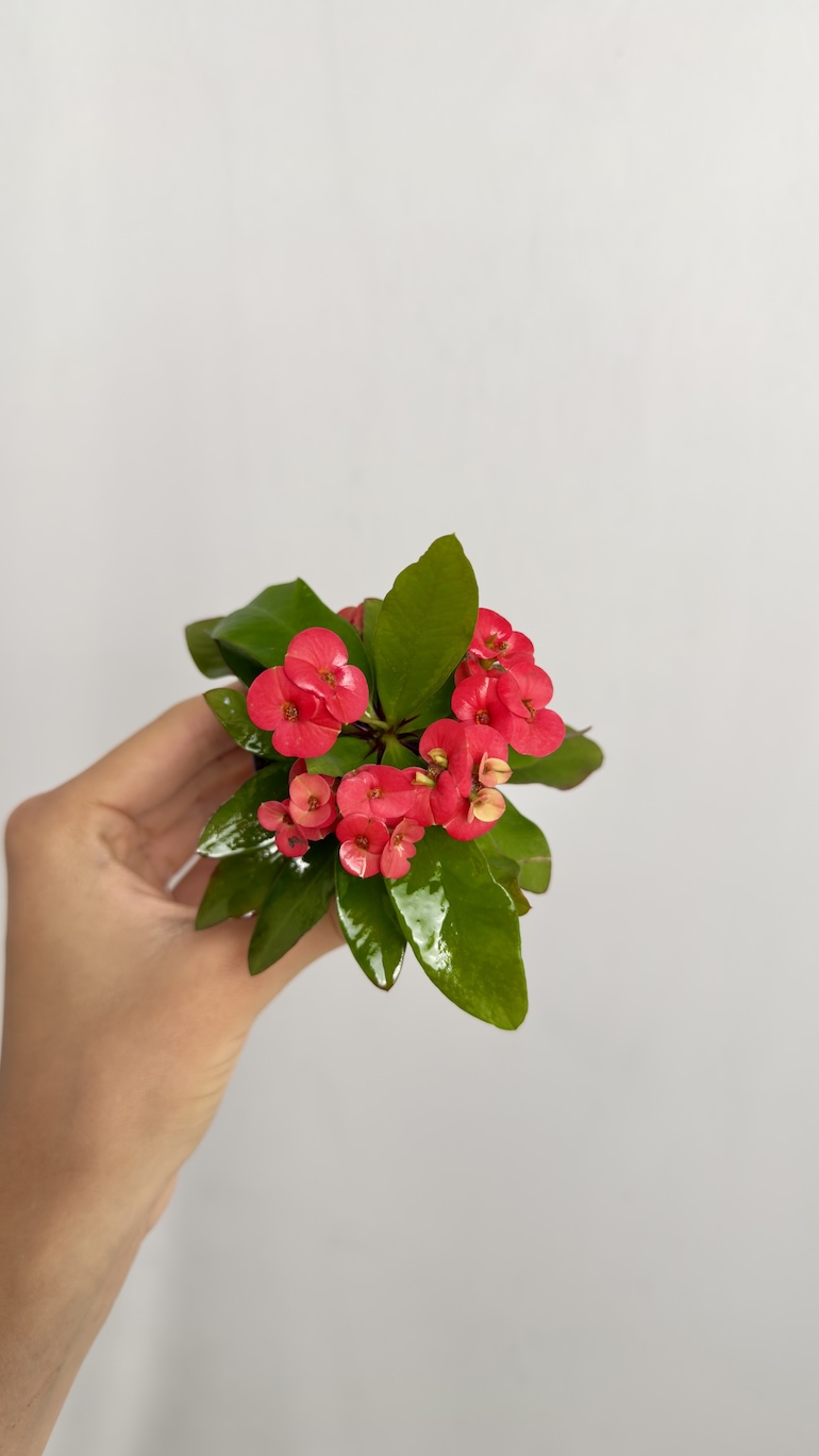 Euphorbia Milli Czerwone kwiaty