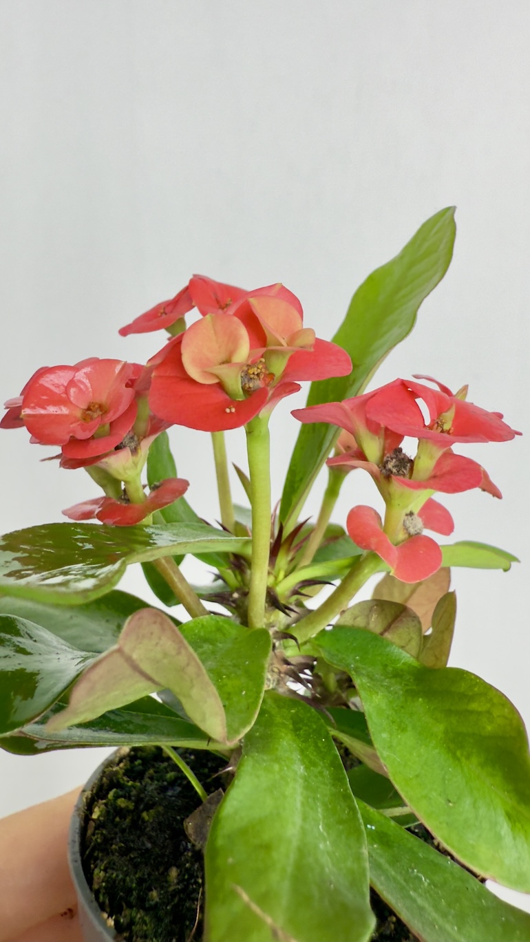 Euphorbia Milli Czerwone kwiaty