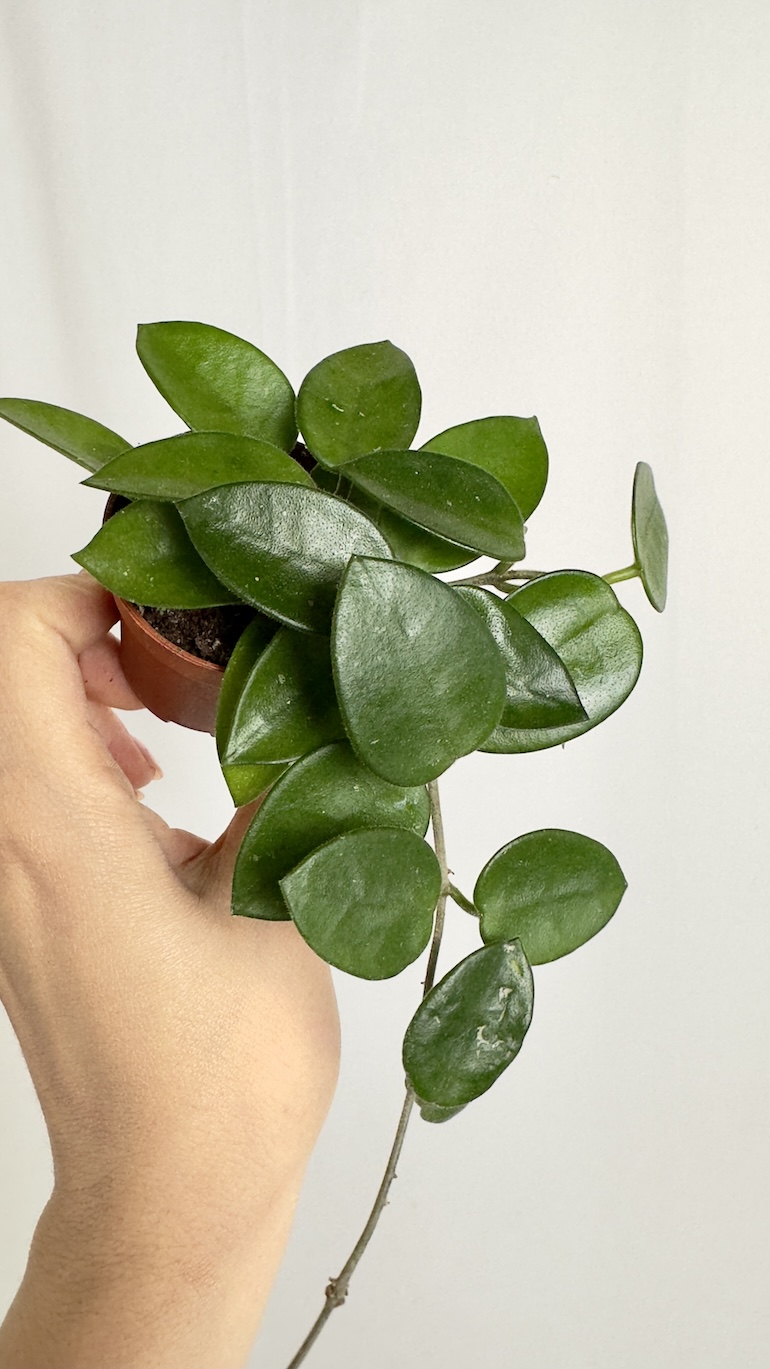 Hoya Chouke