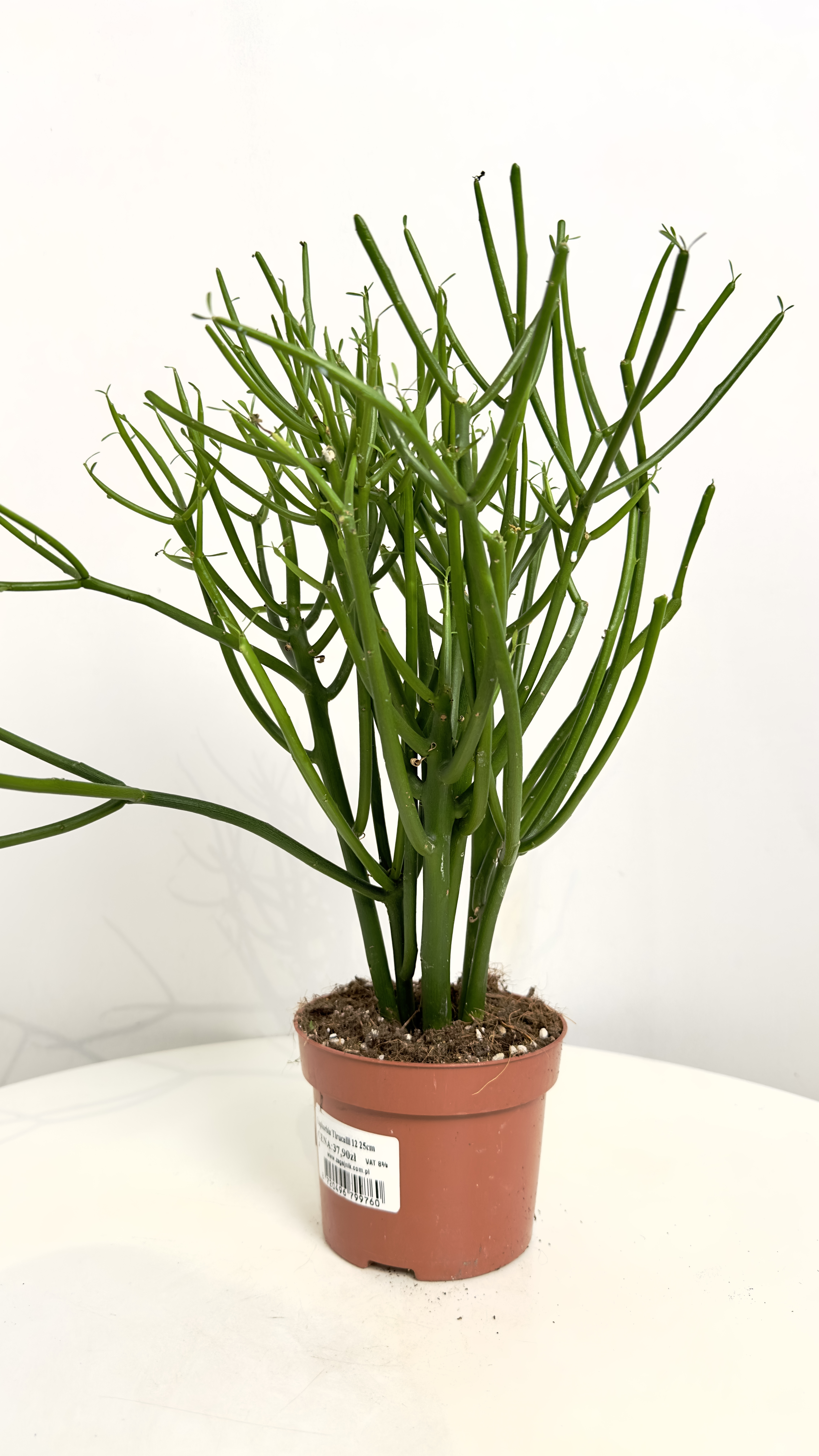 Euphorbia Tirucalli