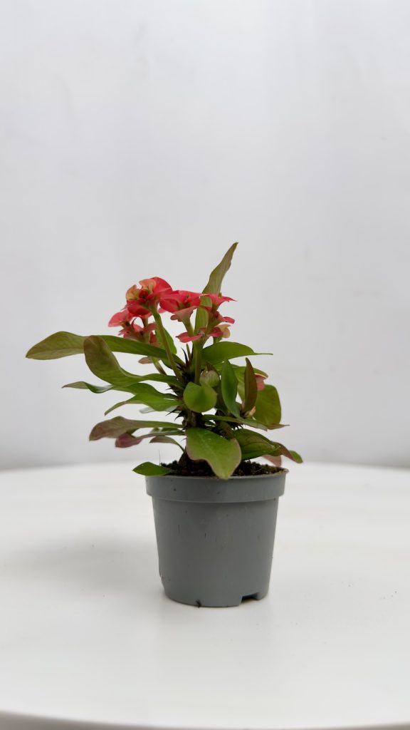 Euphorbia Milli Czerwone kwiaty