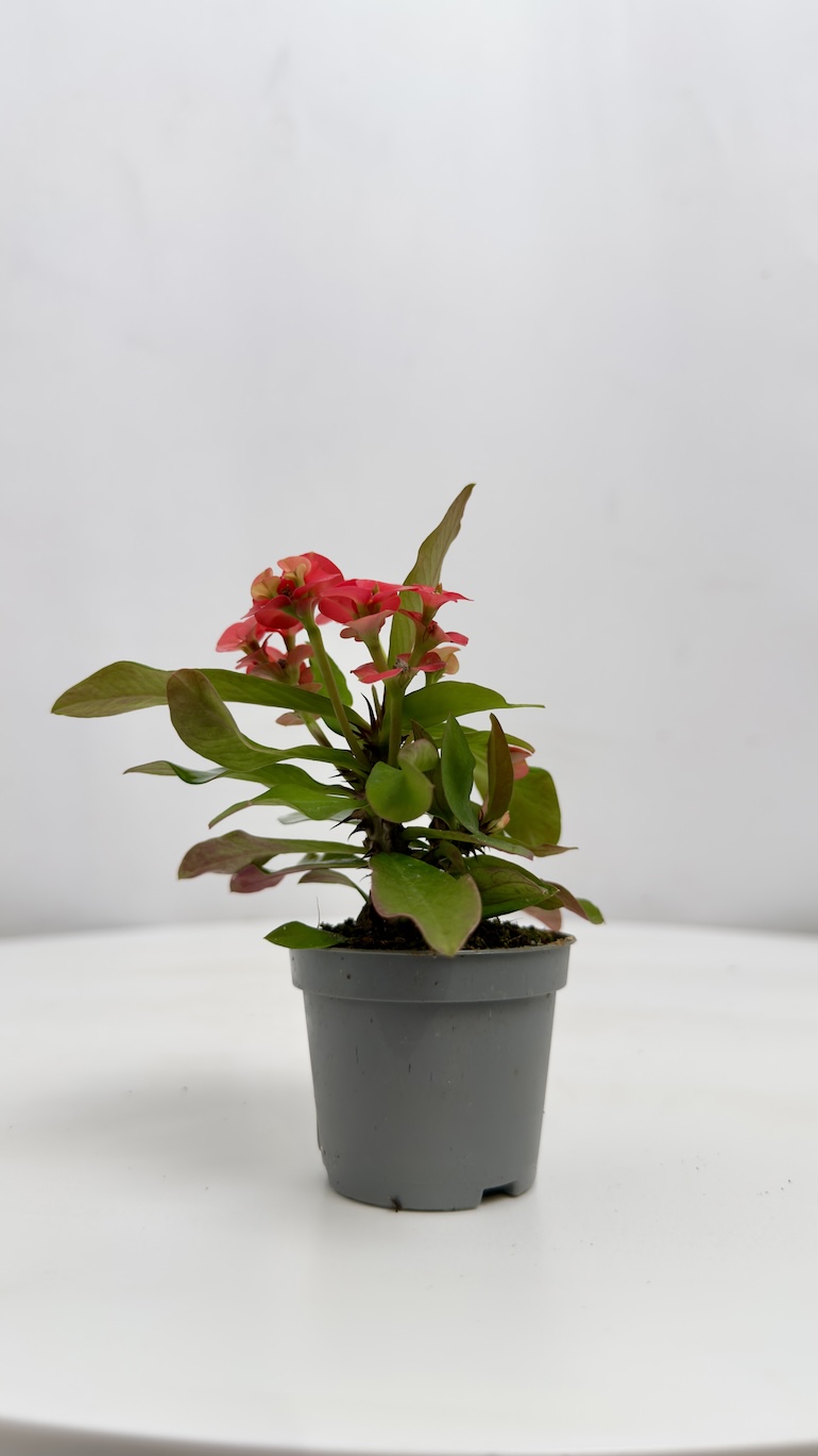 Euphorbia Milli Czerwone kwiaty