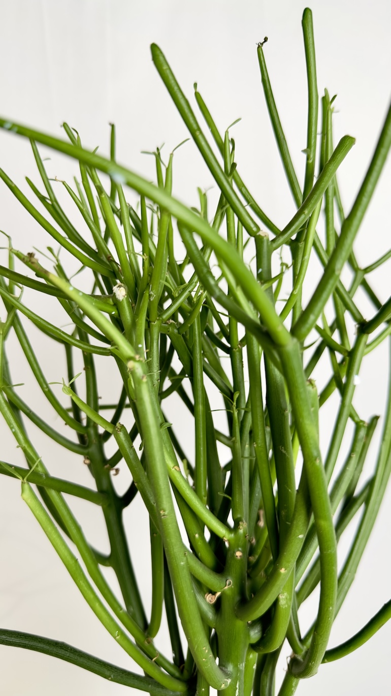 Euphorbia Tirucalli