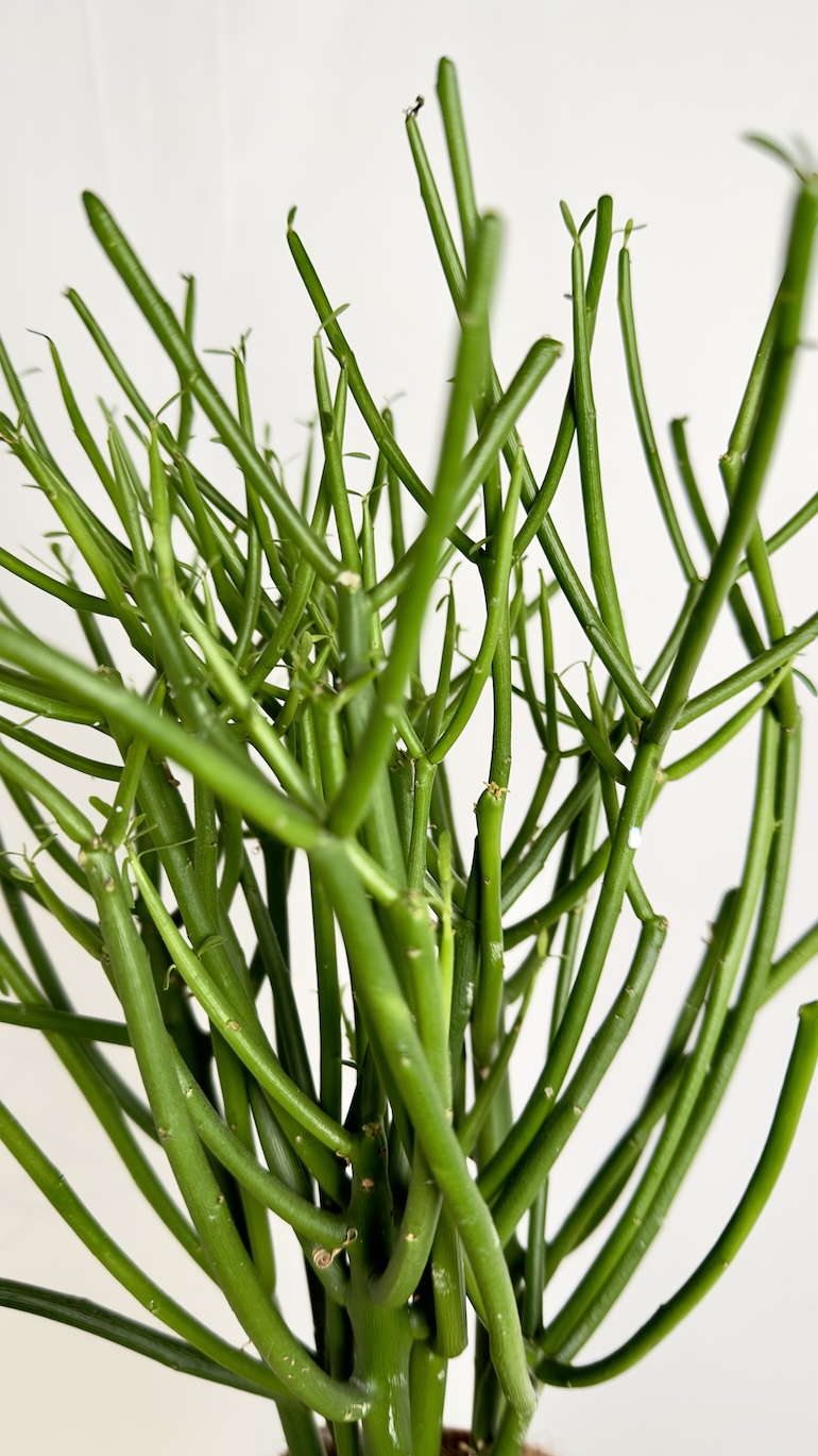 Euphorbia Tirucalli