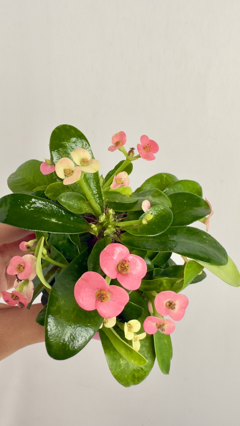 Euphorbia Milli Różowe kwiaty