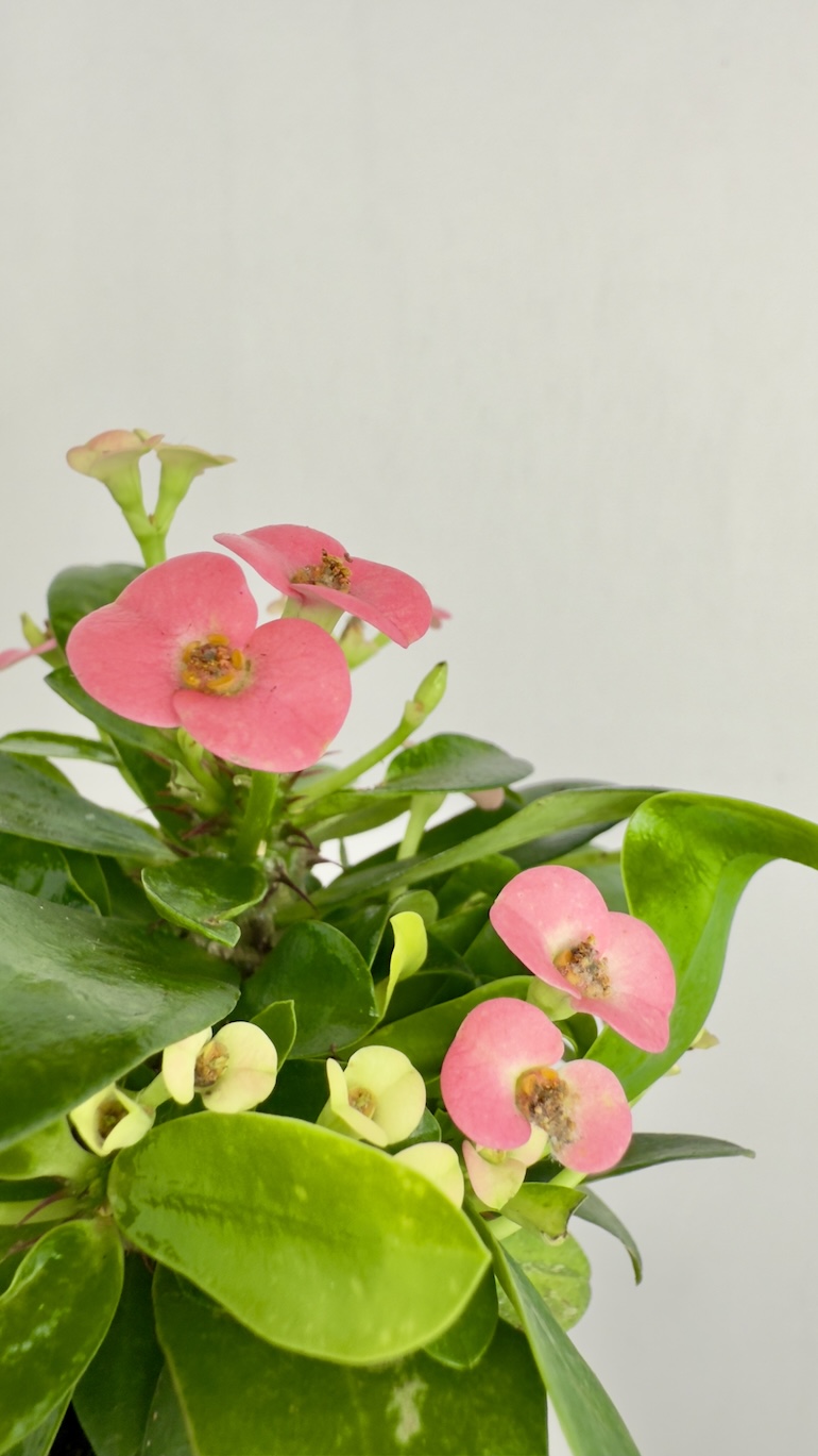 Euphorbia Milli Różowe kwiaty