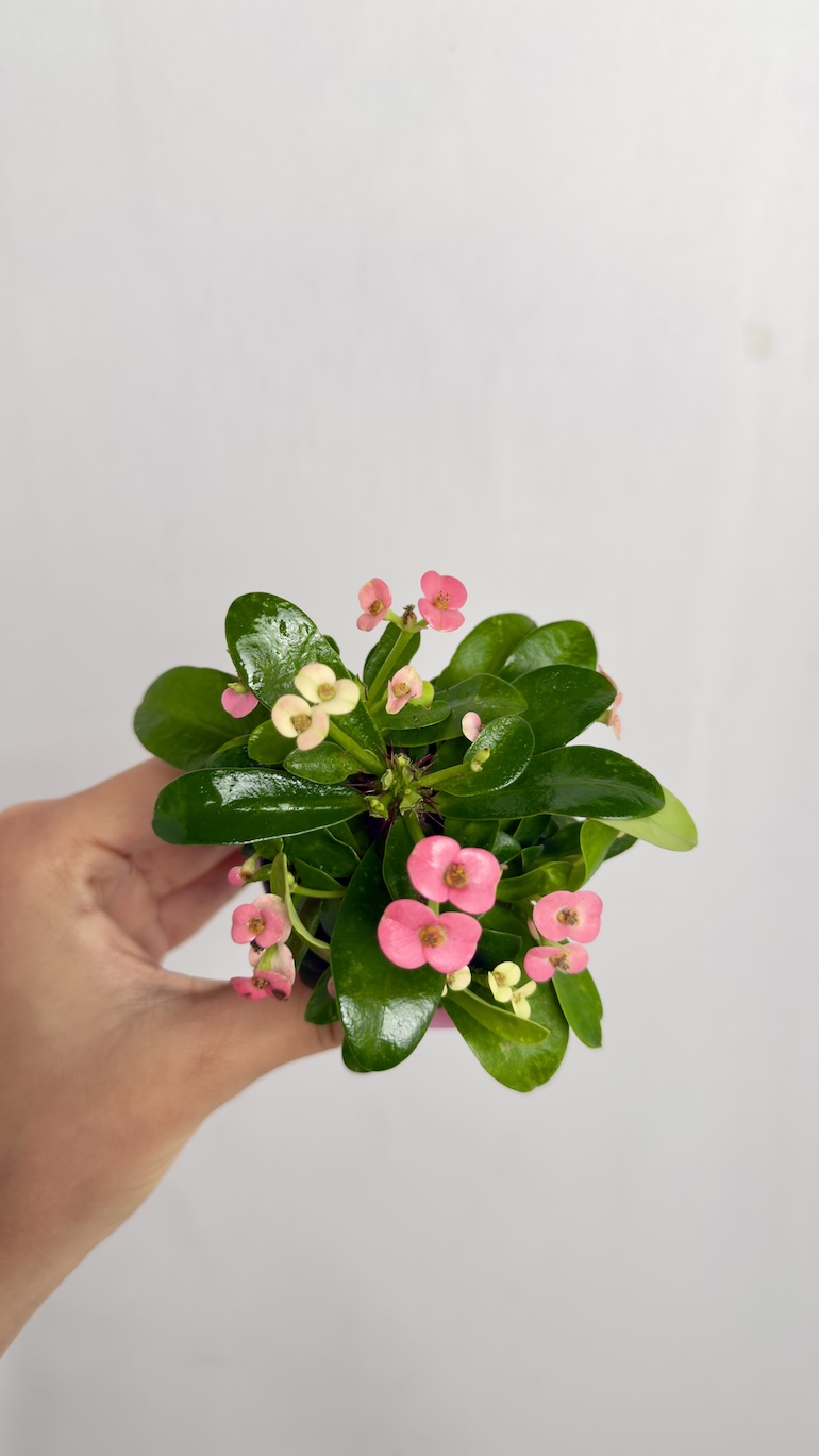 Euphorbia Milli Różowe kwiaty