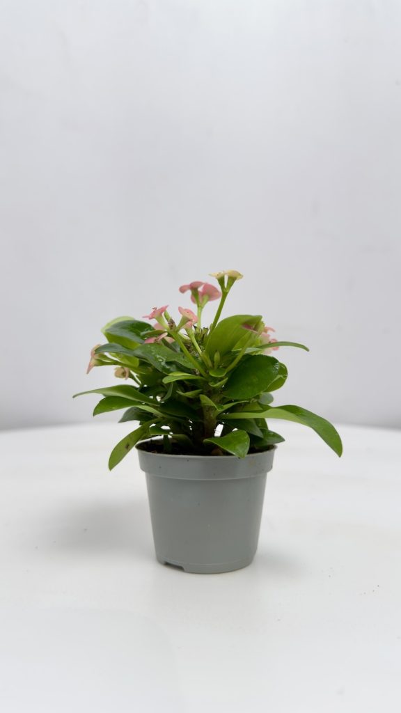 Euphorbia Milli Różowe kwiaty