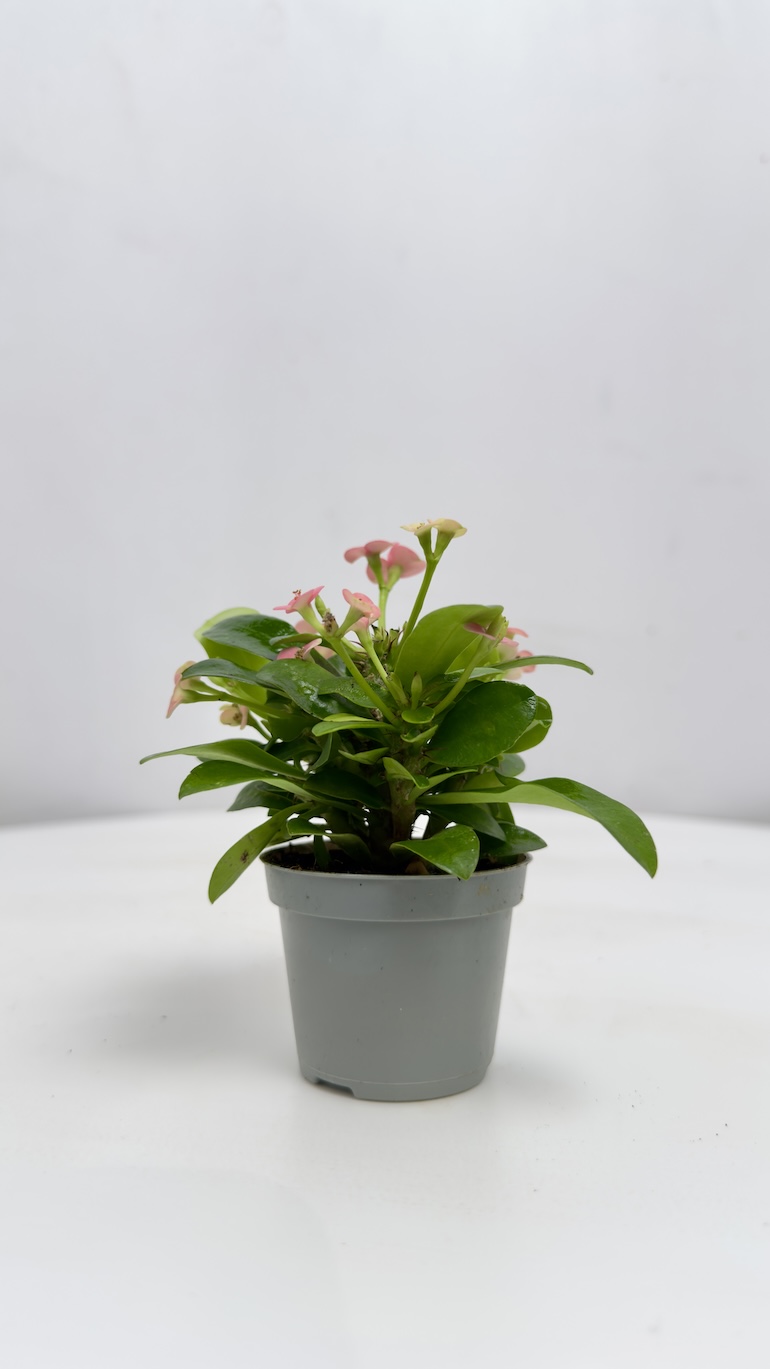 Euphorbia Milli Różowe kwiaty