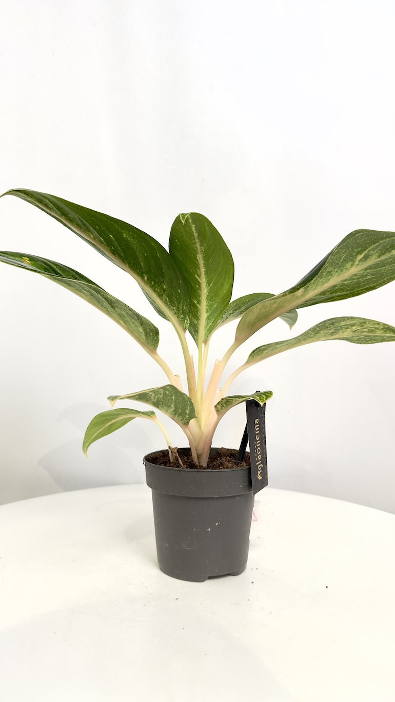 Aglaonema Orange Flame