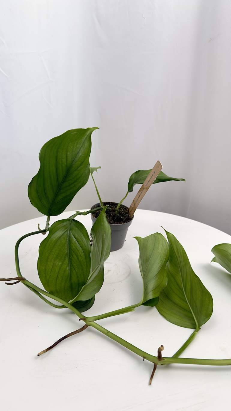 Monstera acacoyaguensis