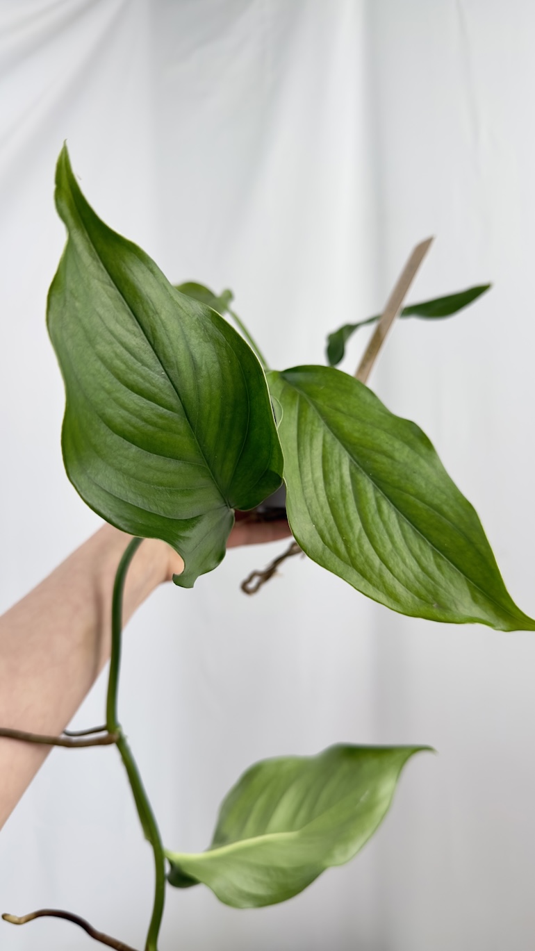 Monstera acacoyaguensis