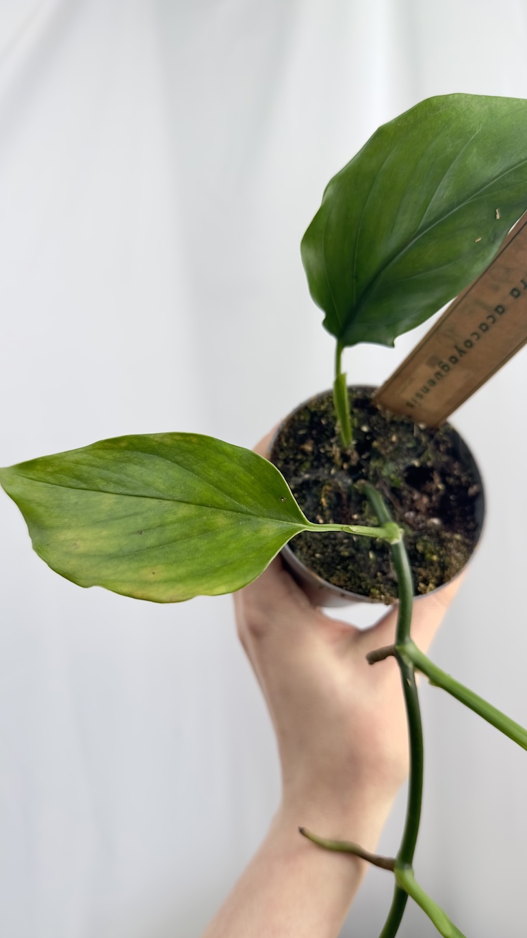 Monstera acacoyaguensis