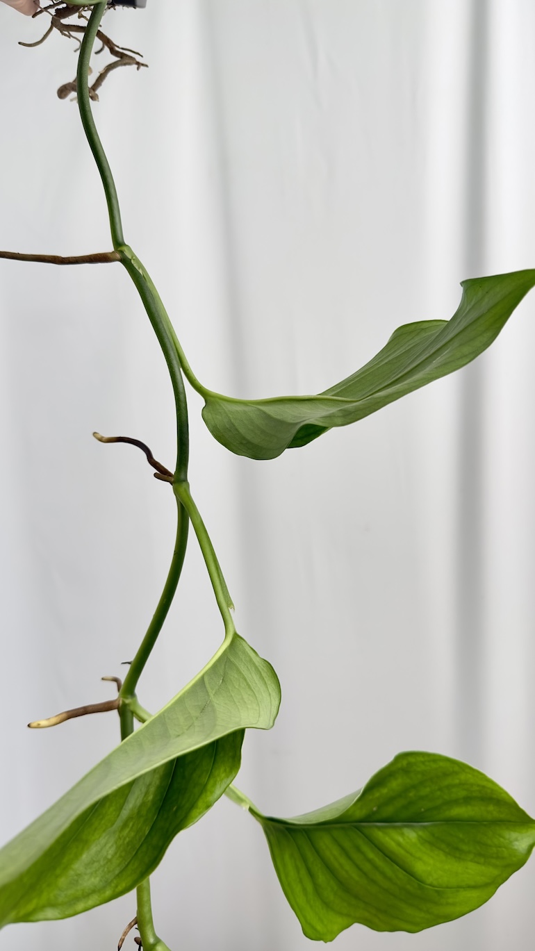 Monstera acacoyaguensis
