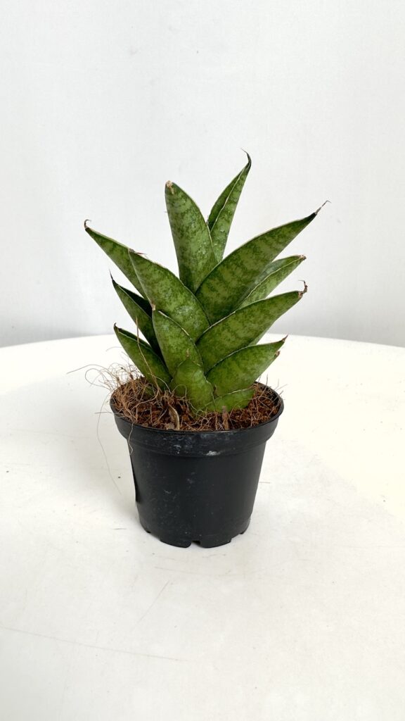 Sansevieria Spikey