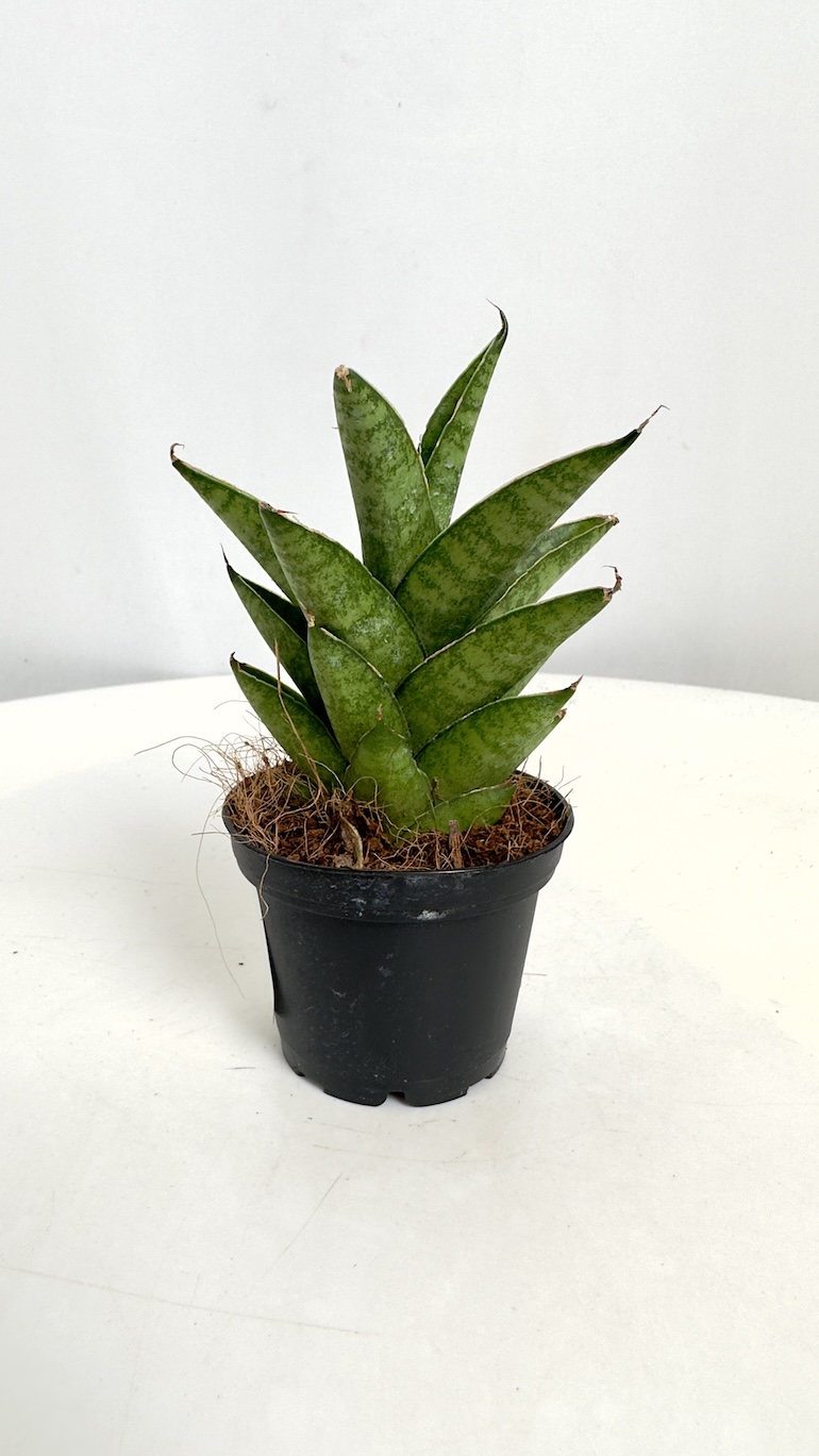 Sansevieria Spikey