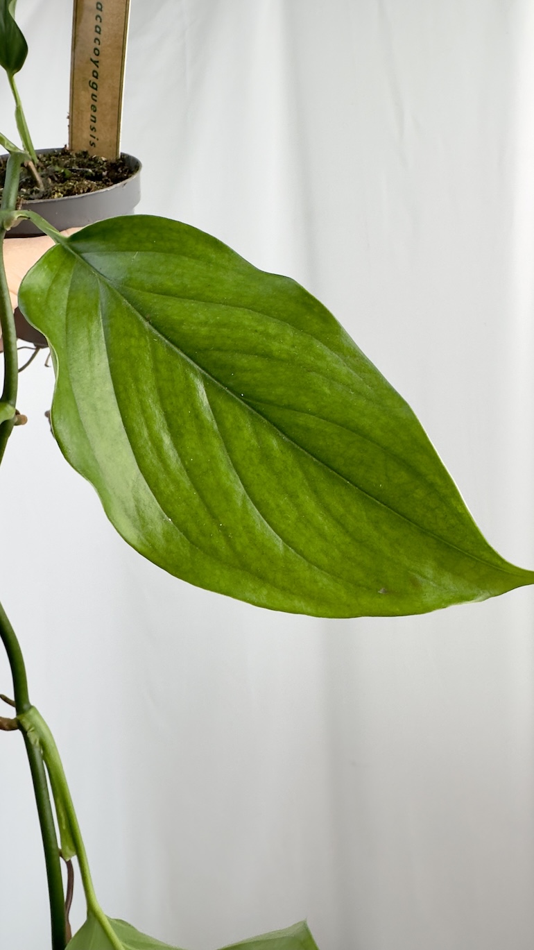 Monstera acacoyaguensis