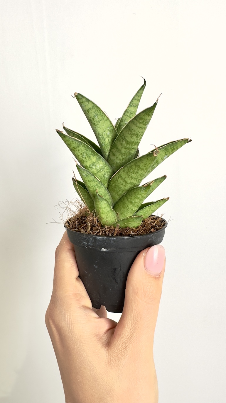 Sansevieria Spikey