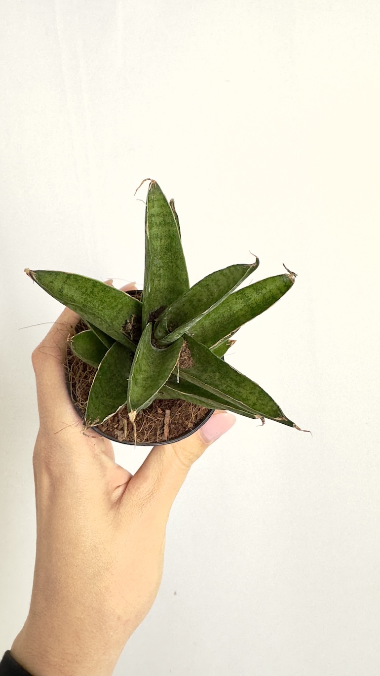 Sansevieria Spikey
