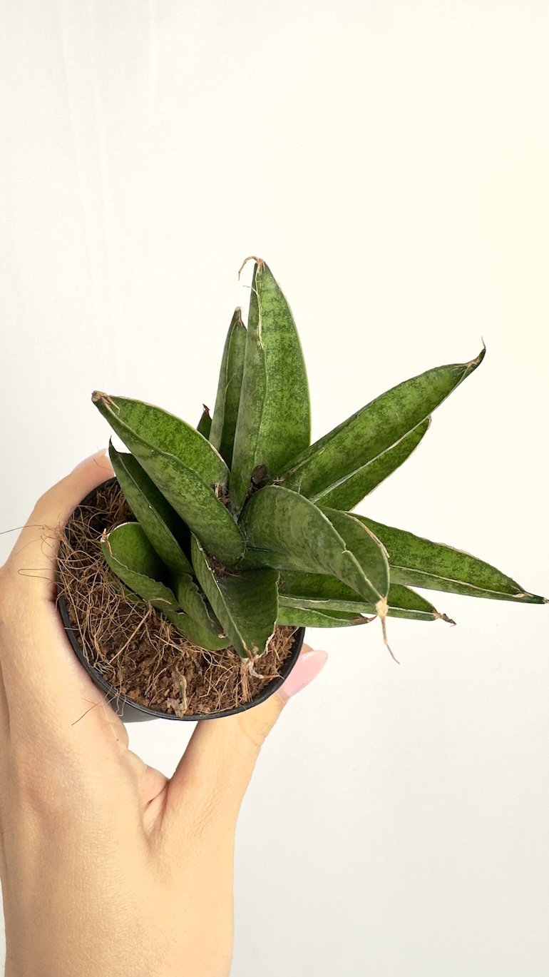 Sansevieria Spikey