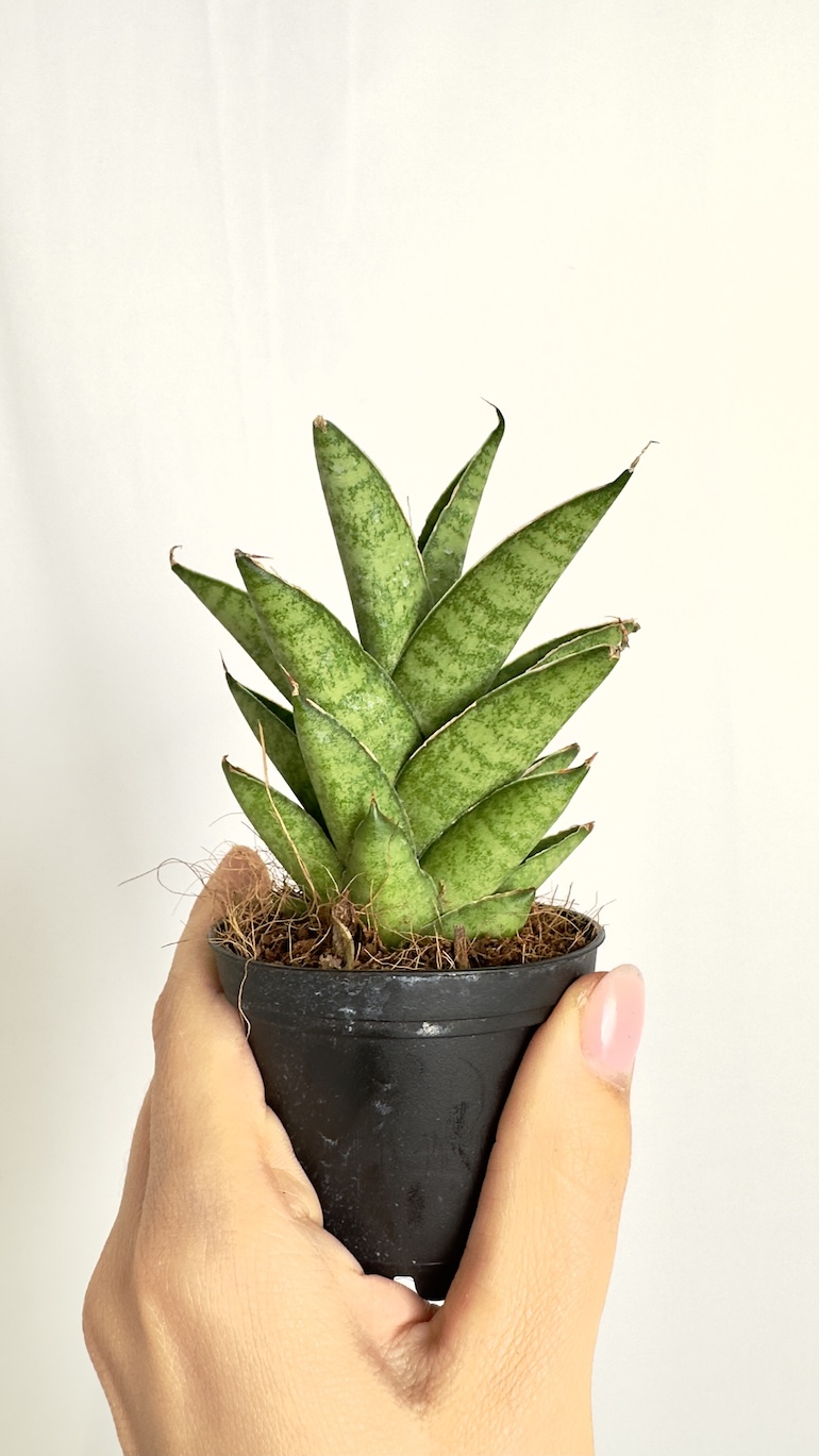 Sansevieria Spikey