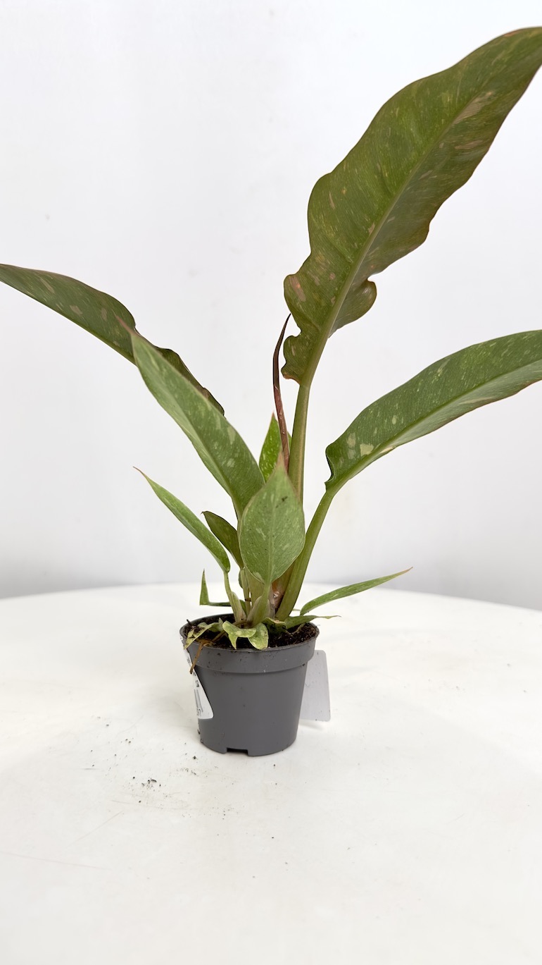 Philodendron Ring of fire