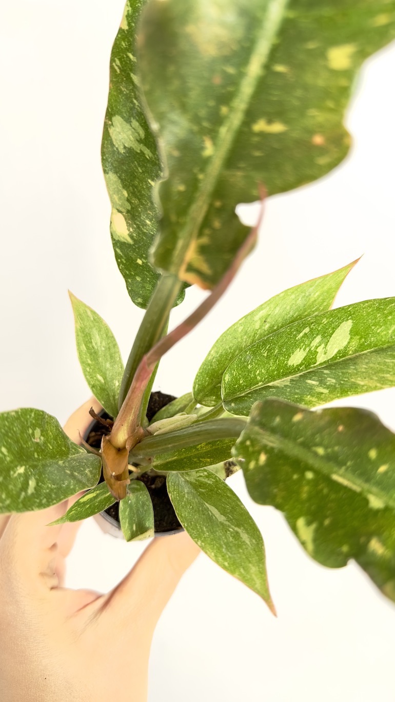 Philodendron Ring of fire
