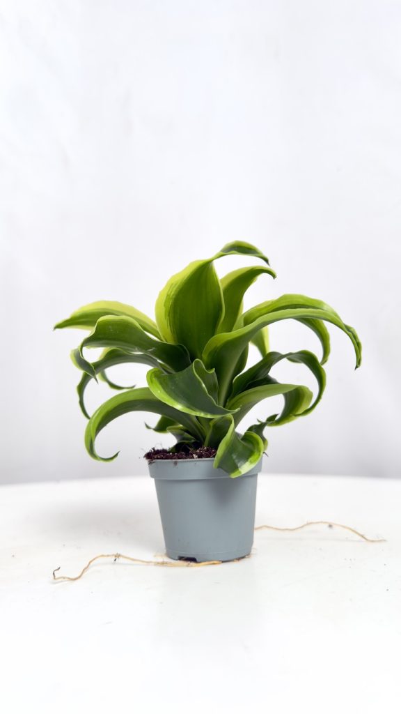 dracaena tornado