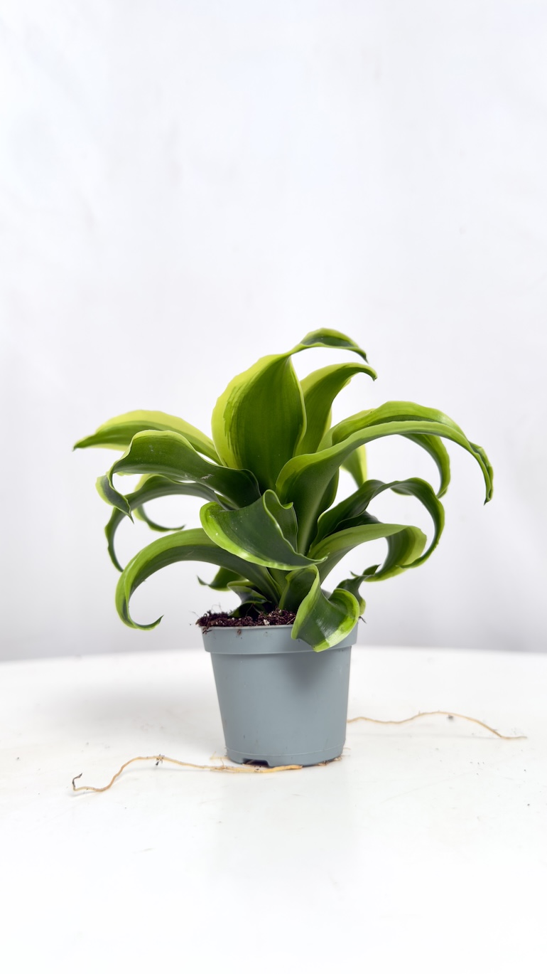 Dracaena fragrans Tornado