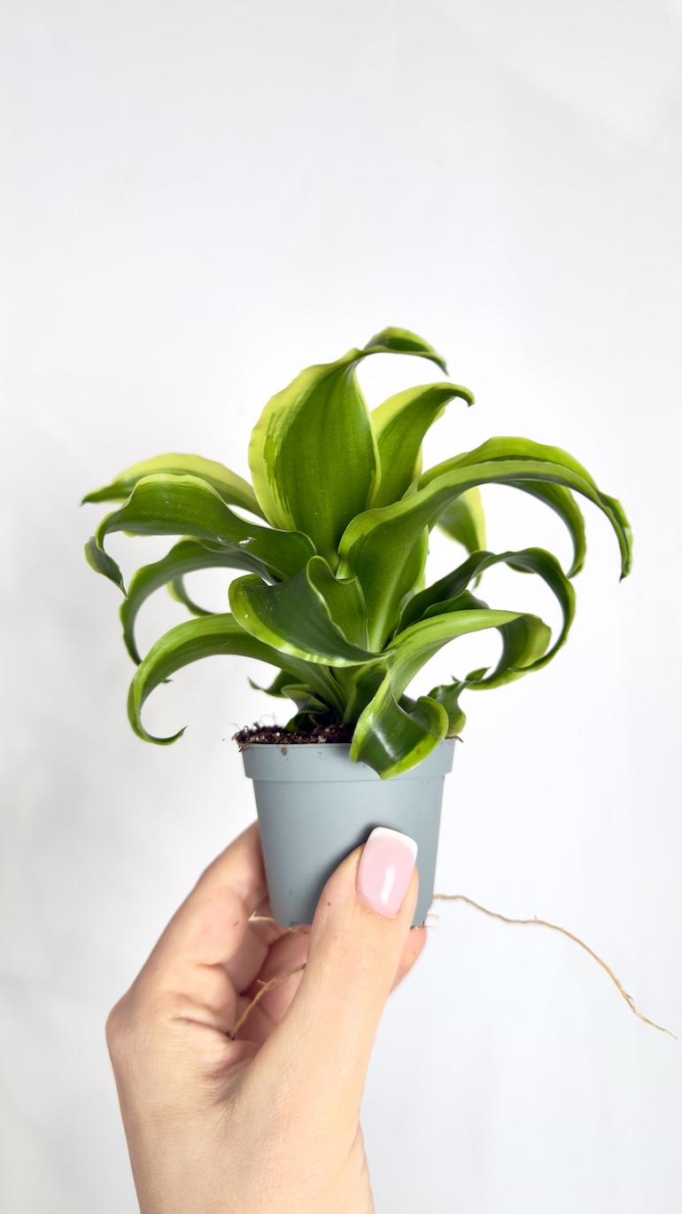Dracaena fragrans Tornado