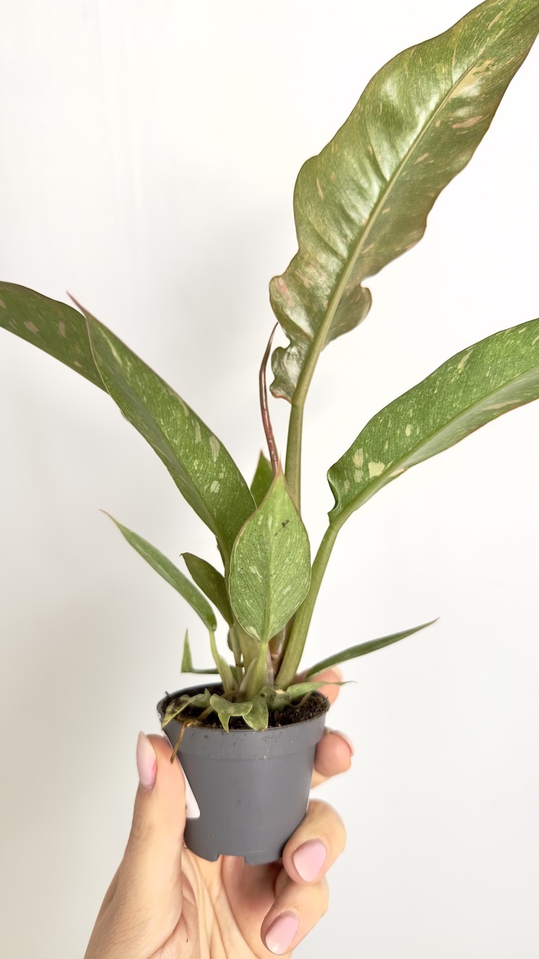 Philodendron Ring of fire