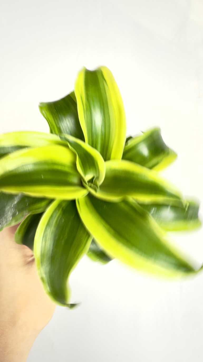 Dracaena fragrans Tornado