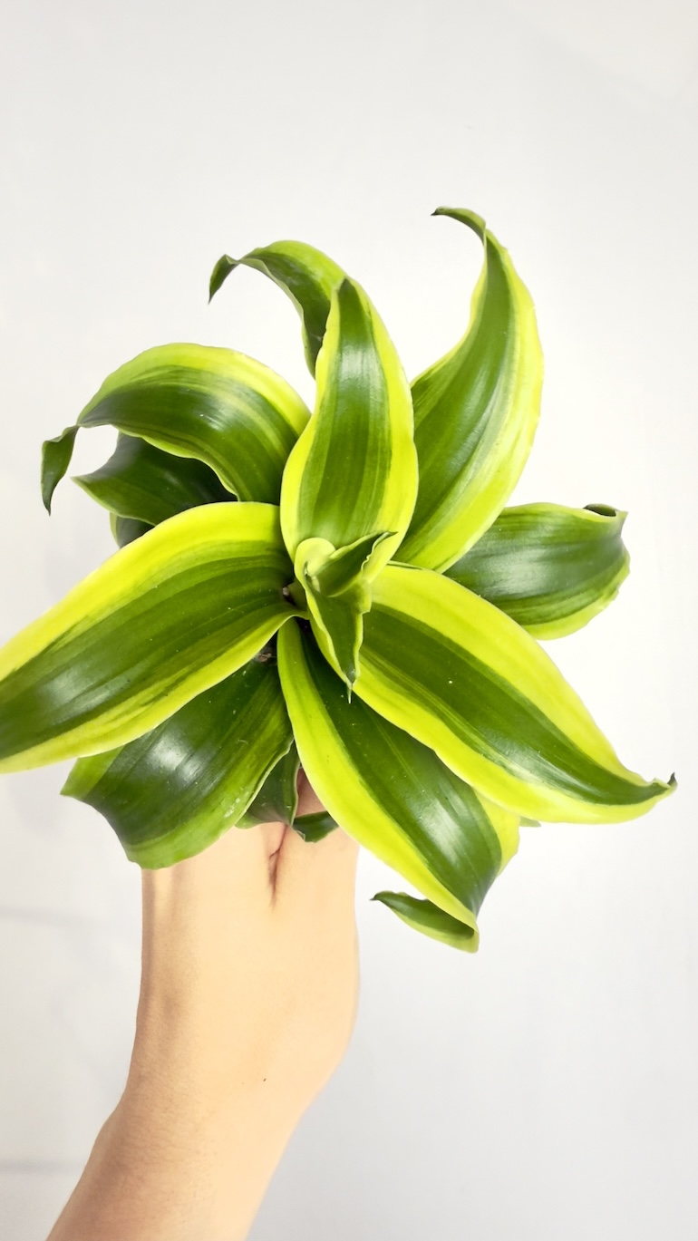 Dracaena fragrans Tornado