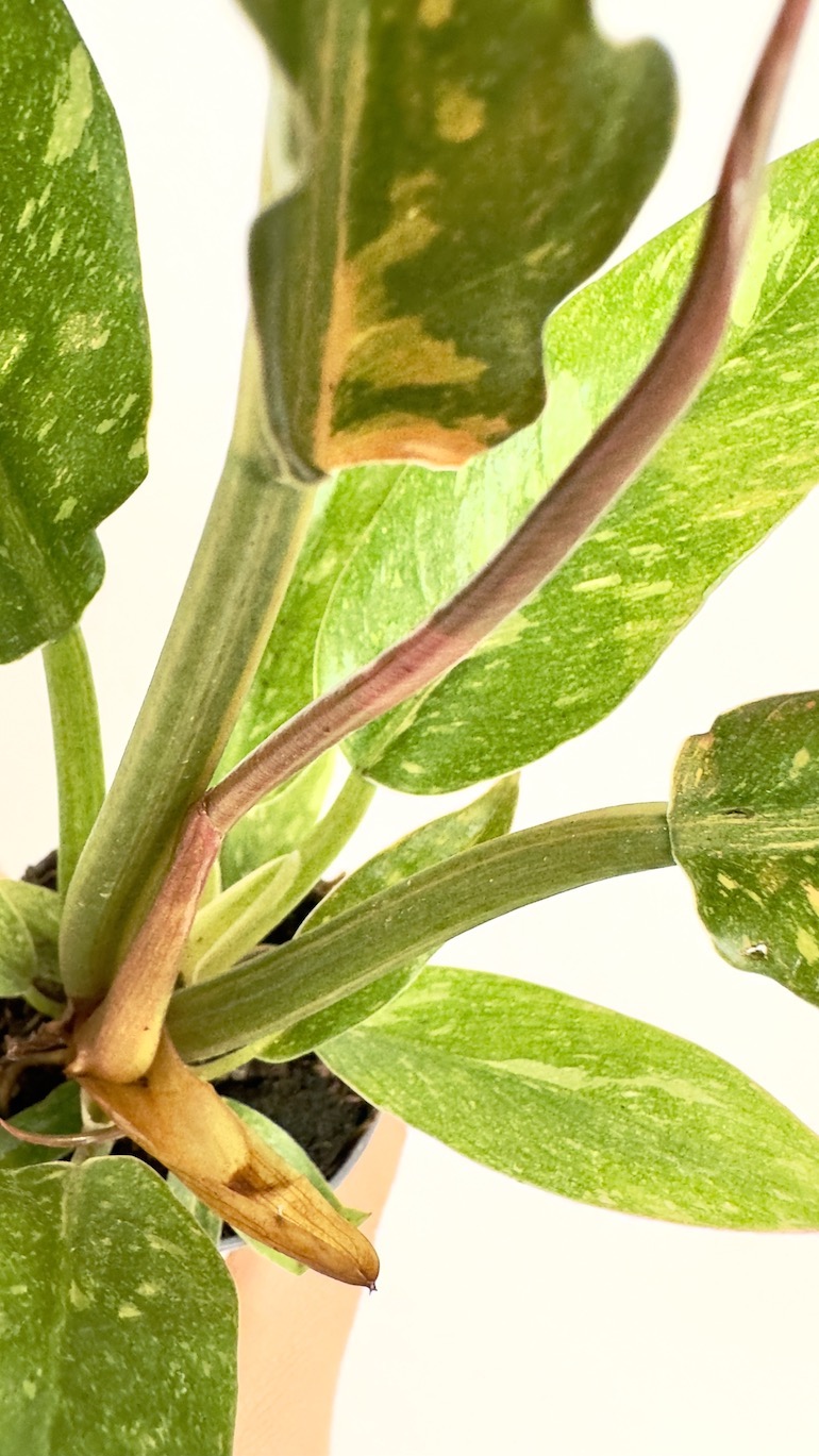 Philodendron Ring of fire